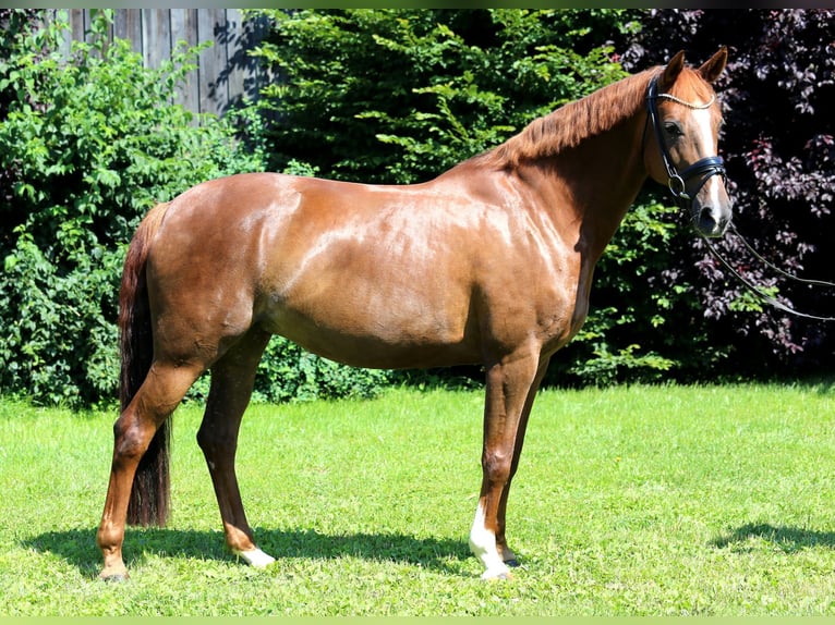 Hanoverian Mare 9 years 16,1 hh Chestnut-Red in Schwäbisch Hall