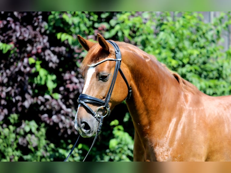 Hanoverian Mare 9 years 16,1 hh Chestnut-Red in Schwäbisch Hall