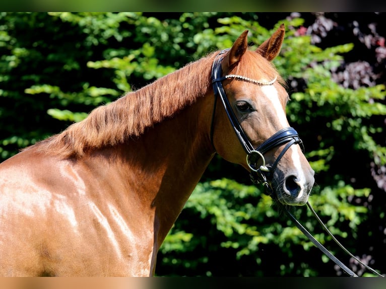 Hanoverian Mare 9 years 16,1 hh Chestnut-Red in Schwäbisch Hall