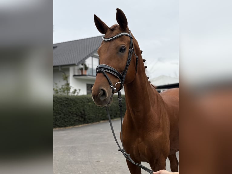 Hanoverian Mare 9 years 16,1 hh Chestnut-Red in Niederkassel