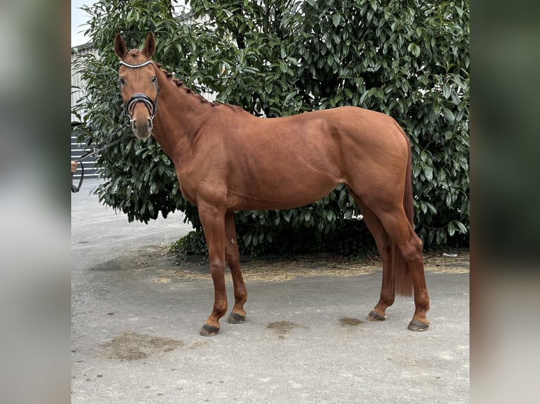 Hanoverian Mare 9 years 16,1 hh Chestnut-Red in Niederkassel