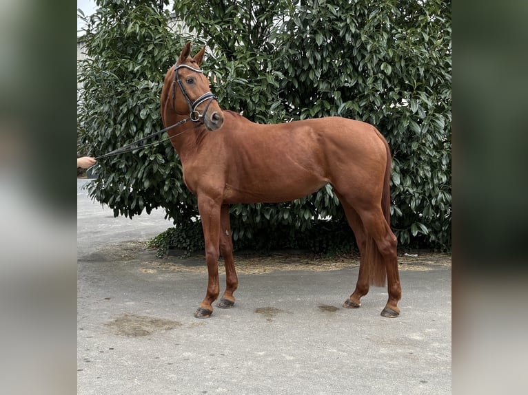 Hanoverian Mare 9 years 16,1 hh Chestnut-Red in Niederkassel