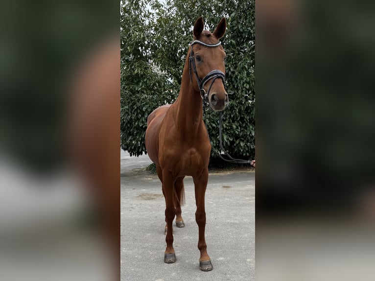 Hanoverian Mare 9 years 16,1 hh Chestnut-Red in Niederkassel