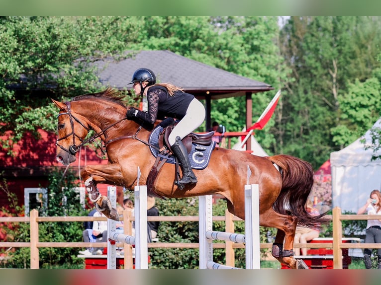 Hanoverian Mare 9 years 16,1 hh Chestnut in Ahlerstedt