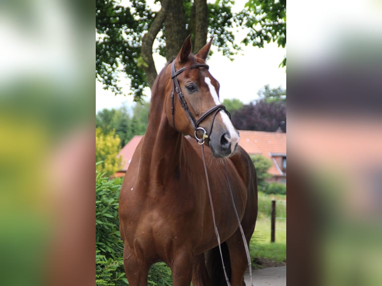 Hanoverian Mare 9 years 16,1 hh Chestnut in Ahlerstedt