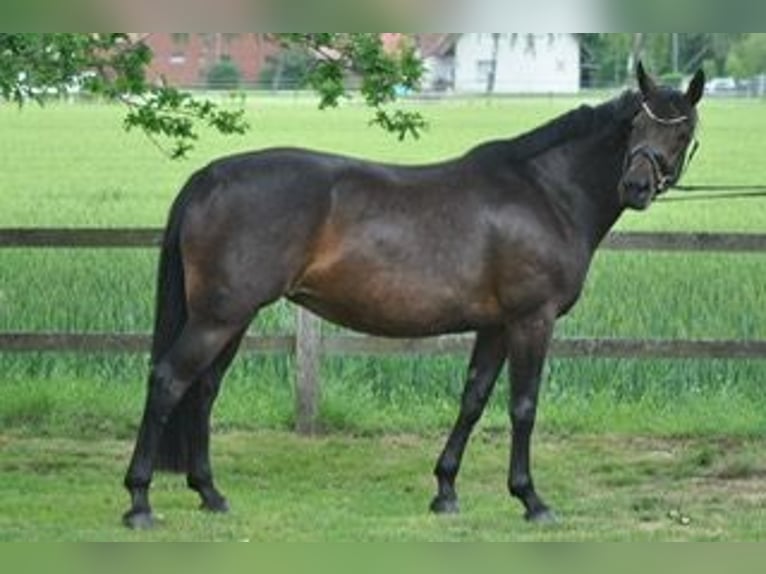 Hanoverian Mare 9 years 16.1 hh Smoky-Black in Ankum