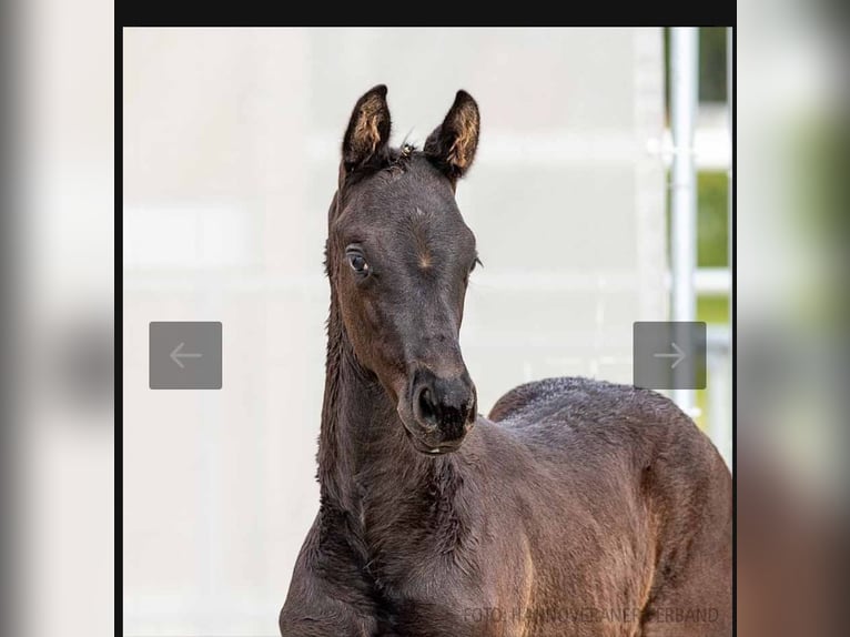 Hanoverian Mare 9 years 16,1 hh Smoky-Black in Raddestorf