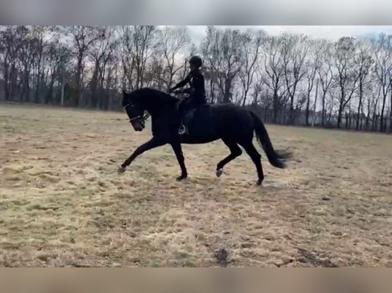 Hanoverian Mare 9 years 16,2 hh Bay-Dark in Rechnitz