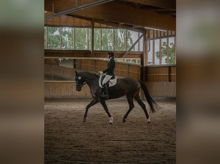 Hanoverian Mare 9 years 16,2 hh Bay-Dark in Berlin