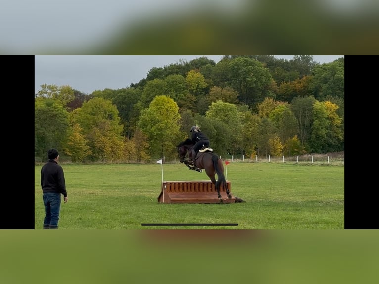 Hanoverian Mare 9 years 16.2 hh Bay-Dark in Drei Gleichen