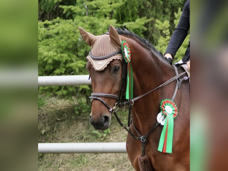 Hanoverian Mare 9 years 16.2 hh Bay-Dark in Drei Gleichen
