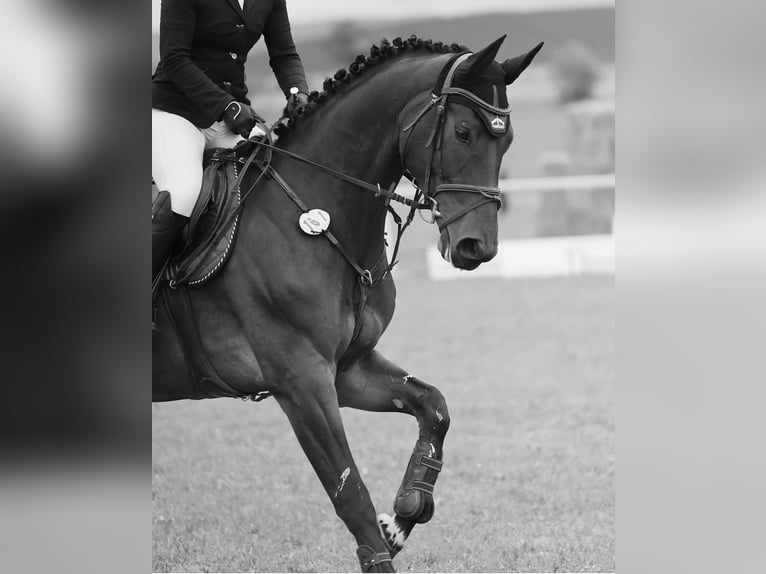 Hanoverian Mare 9 years 16.2 hh Bay-Dark in Drei Gleichen
