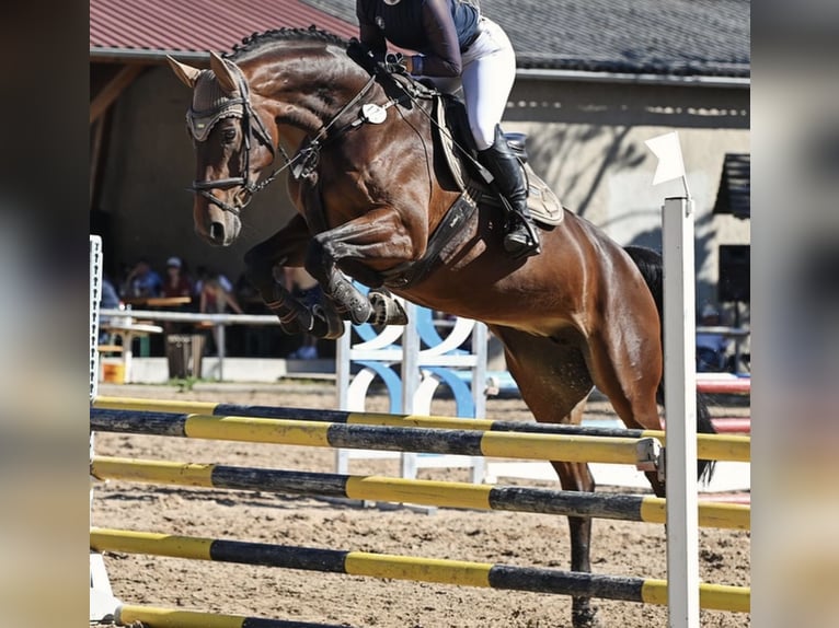 Hanoverian Mare 9 years 16.2 hh Bay-Dark in Drei Gleichen