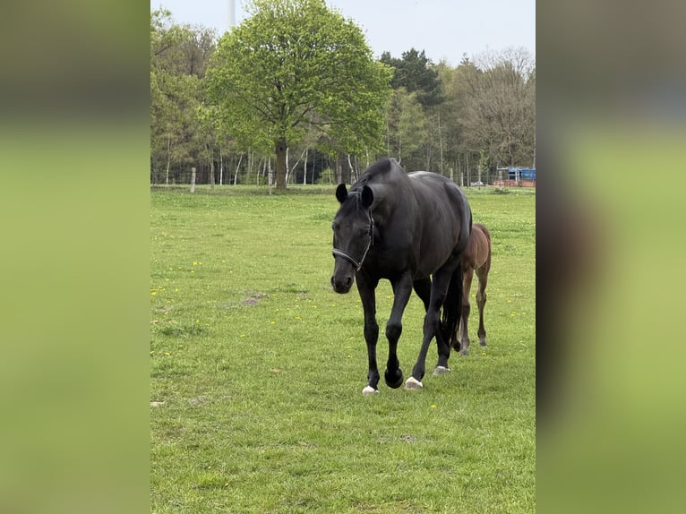 Hanoverian Mare 9 years 16.2 hh Black in Langwedel