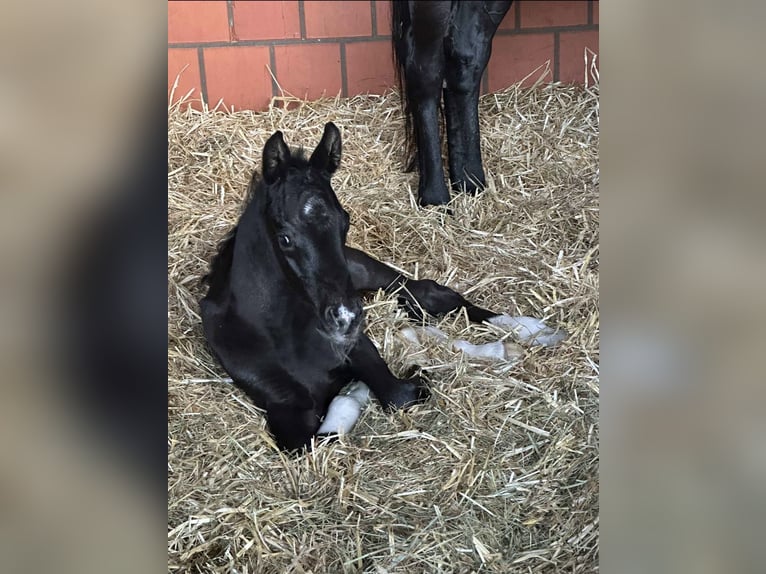 Hanoverian Mare 9 years 16.2 hh Black in Langwedel