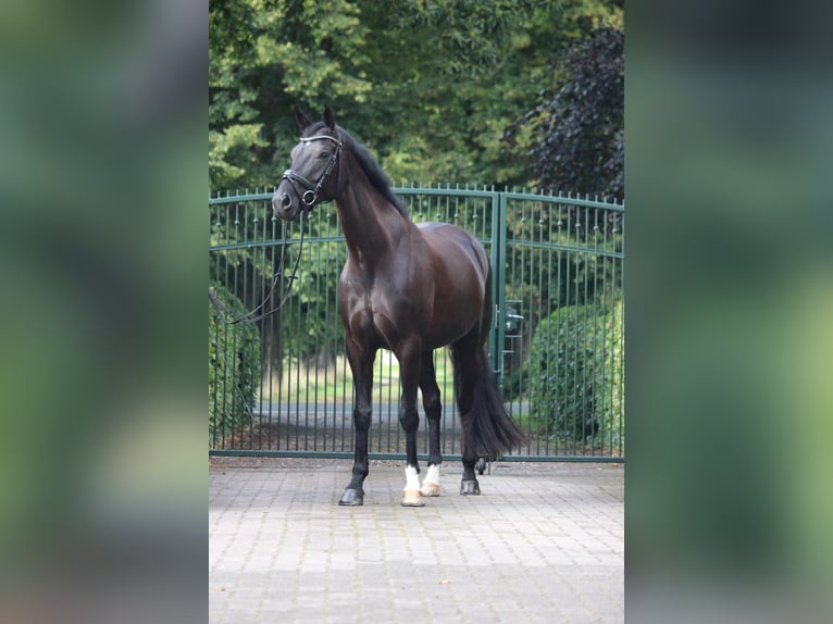 Hanoverian Mare 9 years 16.2 hh Black in Bevern