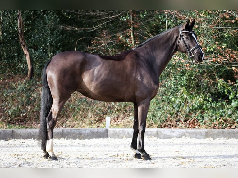 Hanoverian Mare 9 years 16.2 hh Black in Wuppertal