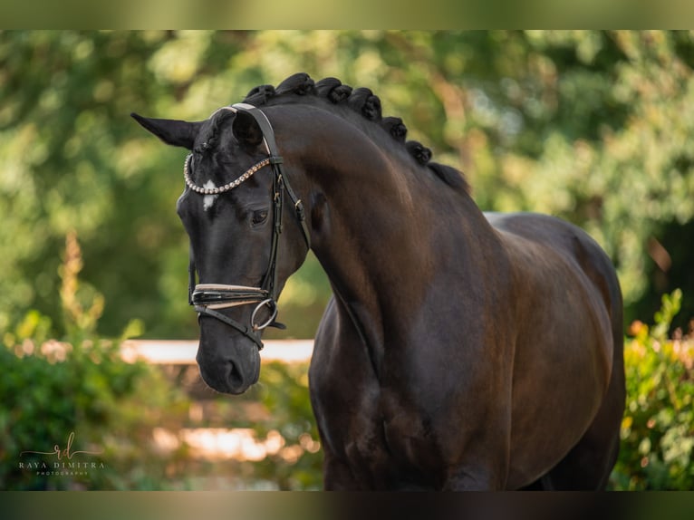 Hanoverian Mare 9 years 16,2 hh Black in Wehringen