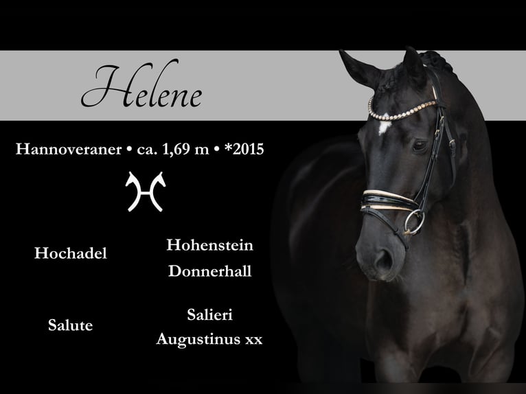 Hanoverian Mare 9 years 16,2 hh Black in Wehringen