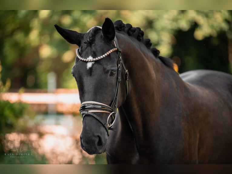 Hanoverian Mare 9 years 16,2 hh Black in Wehringen