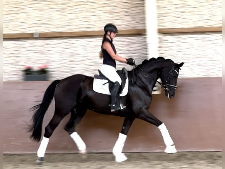 Hanoverian Mare 9 years 16,2 hh Black in Wehringen