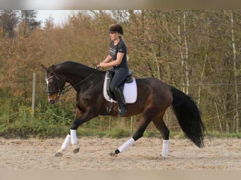 Hanoverian Mare 9 years 16,2 hh Brown in W&#xFC;rzburg