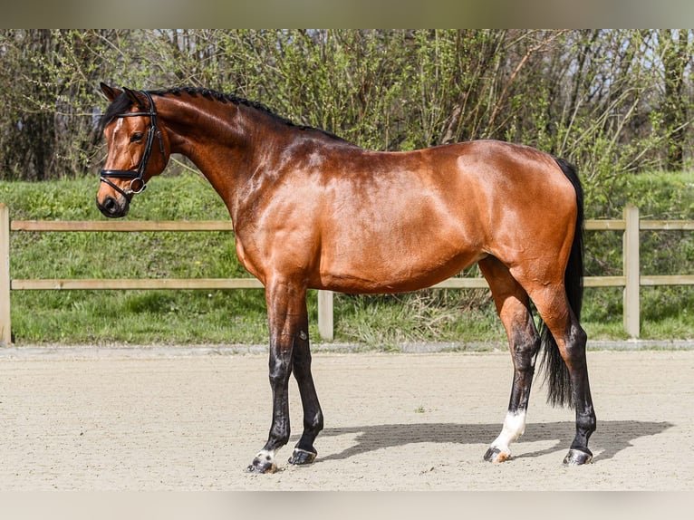 Hanoverian Mare 9 years 16,2 hh Brown in Riedstadt