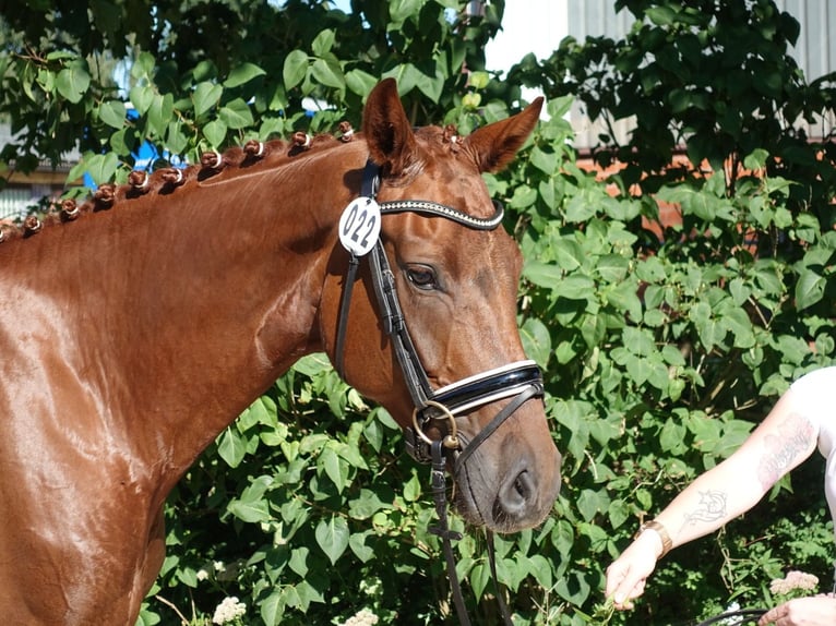 Hanoverian Mare 9 years 16.2 hh Chestnut in Dornum Nesse
