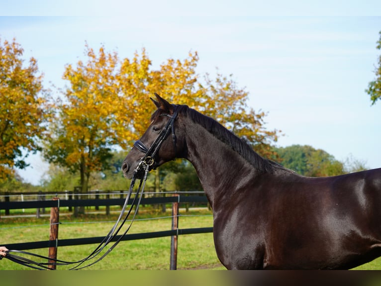 Hanoverian Mare 9 years 16,2 hh Chestnut in Coesfeld