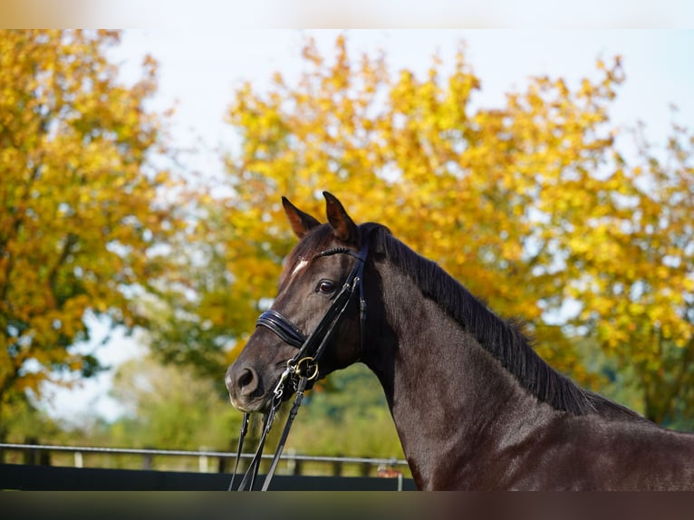 Hanoverian Mare 9 years 16,2 hh Chestnut in Coesfeld