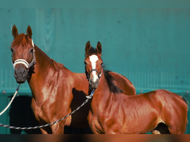 Hanoverian Mare 9 years 16,2 hh Chestnut-Red in Melle