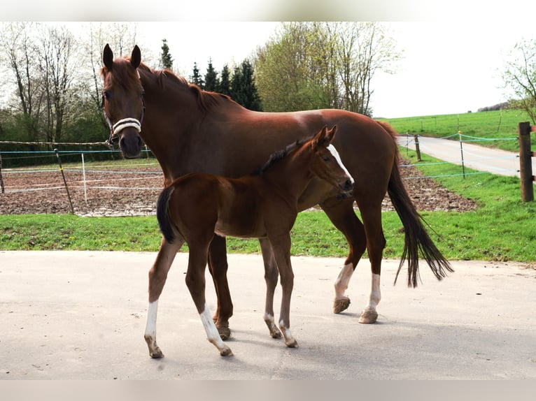 Hanoverian Mare 9 years 16,2 hh Chestnut-Red in Melle