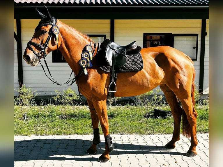 Hanoverian Mare 9 years 16,2 hh Chestnut-Red in Latvia