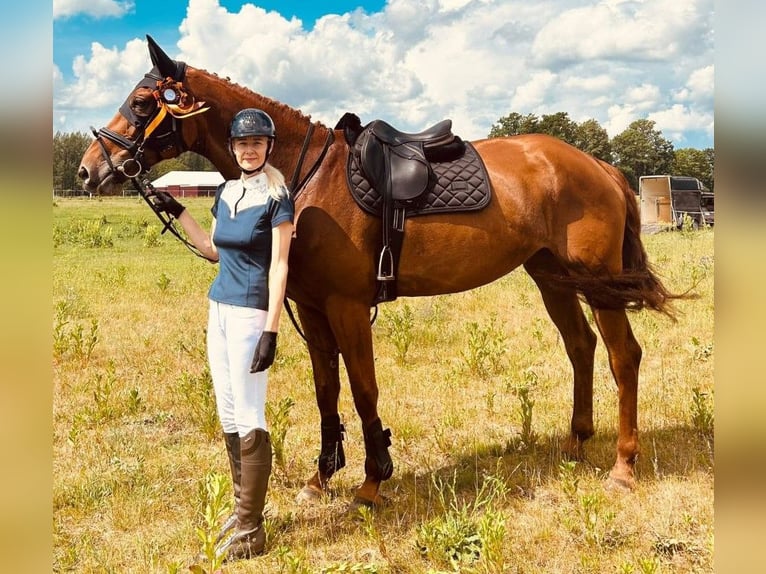 Hanoverian Mare 9 years 16,2 hh Chestnut-Red in Latvia