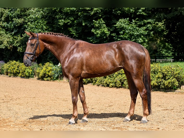 Hanoverian Mare 9 years 16,2 hh Chestnut-Red in Riedstadt