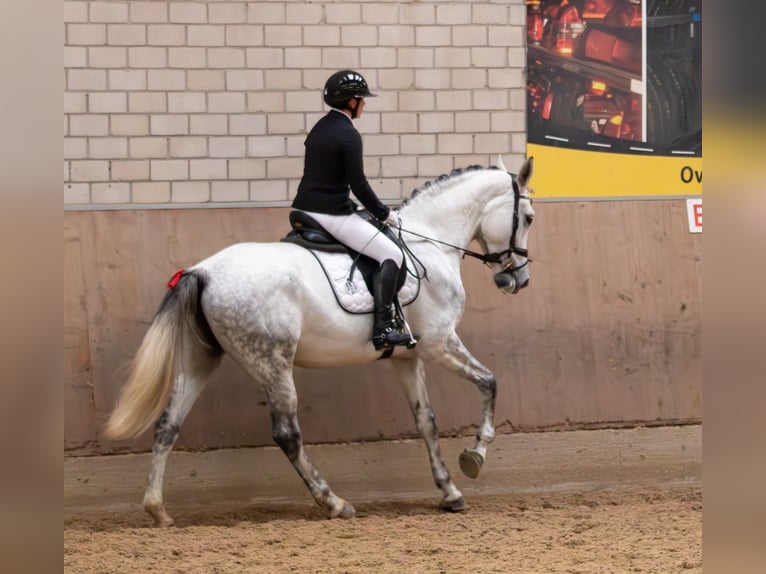 Hanoverian Mare 9 years 16.2 hh Grey in Leverkusen