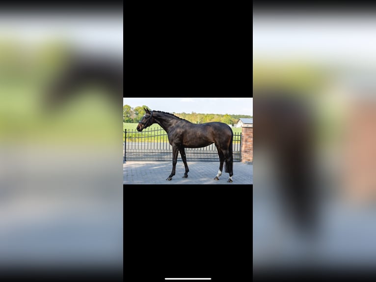 Hanoverian Mare 9 years 16,3 hh Bay-Dark in Wadersloh