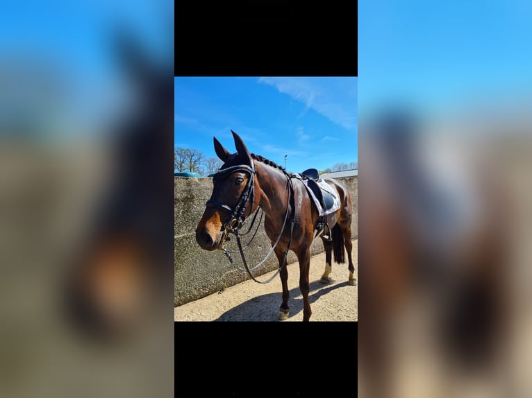 Hanoverian Mare 9 years 16,3 hh Bay-Dark in Wadersloh