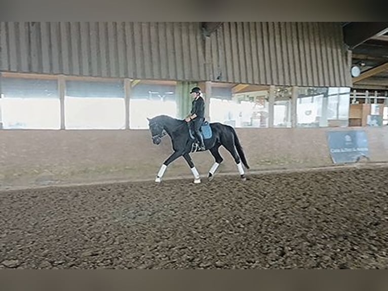 Hanoverian Mare 9 years 16,3 hh Black in Warstein