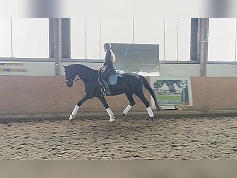 Hanoverian Mare 9 years 16,3 hh Black in Warstein