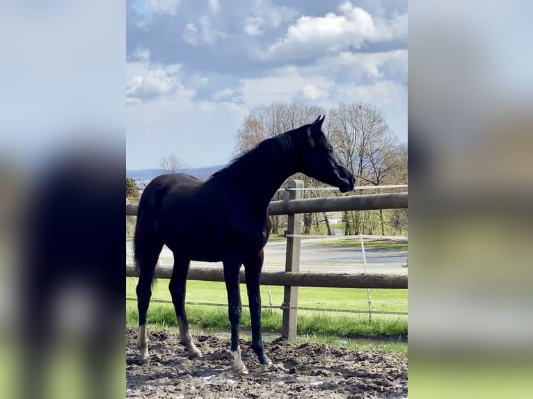 Hanoverian Mare 9 years 16,3 hh Black in Siegen