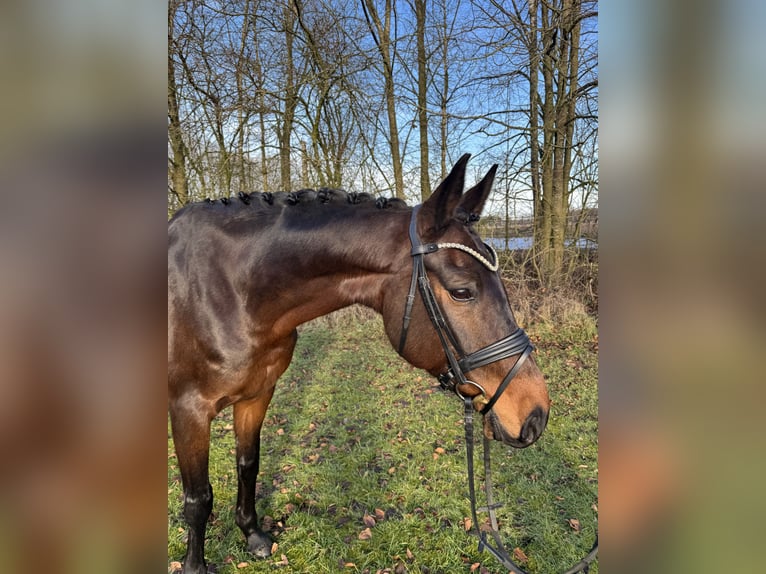 Hanoverian Mare 9 years 16.3 hh Brown in Wenzendorf