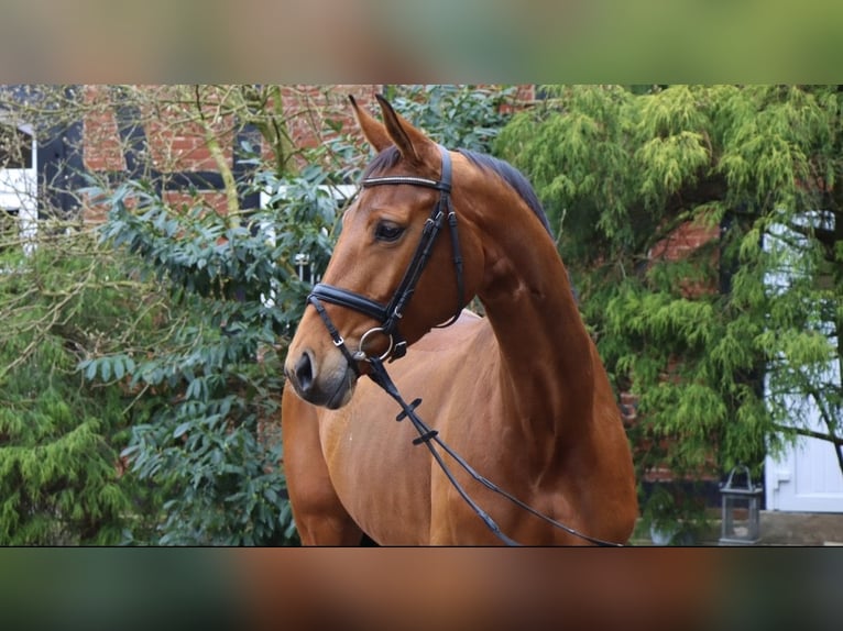 Hanoverian Mare 9 years 16.3 hh Brown in Langlingen