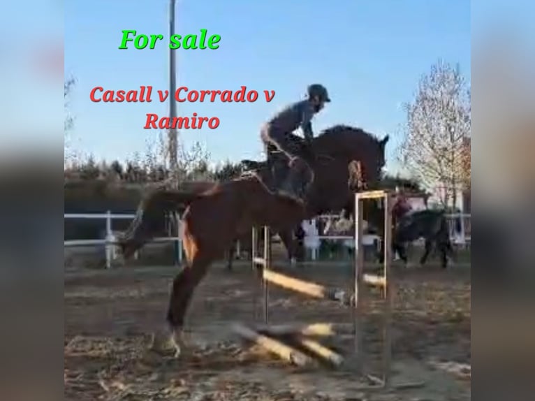 Hanoverian Mare 9 years 16,3 hh Brown in San Cristobal De Entrevi&#xF1;as