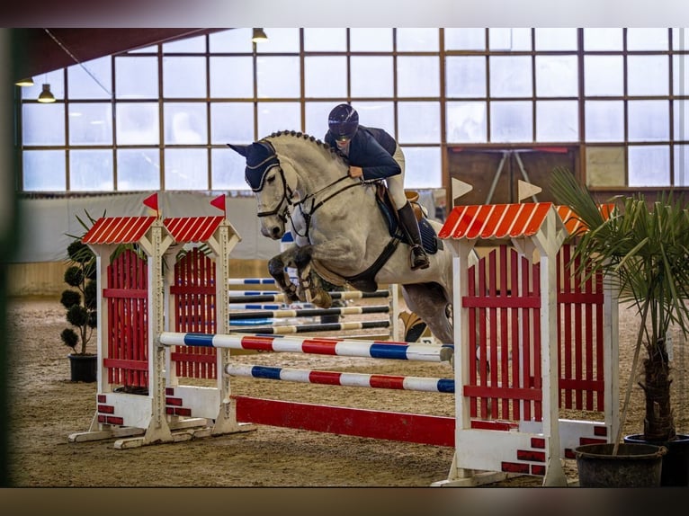 Hanoverian Mare 9 years 16.3 hh Grey in Overath