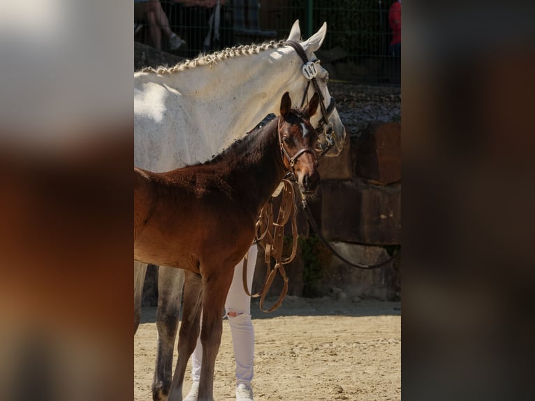 Hanoverian Mare 9 years 16.3 hh Grey in Odenthal