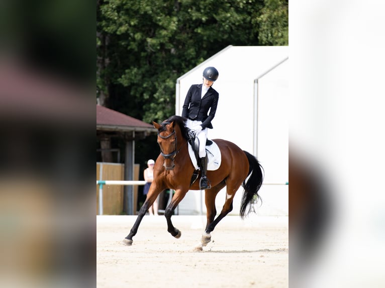 Hanoverian Mix Mare 9 years 16 hh Bay in Filovci