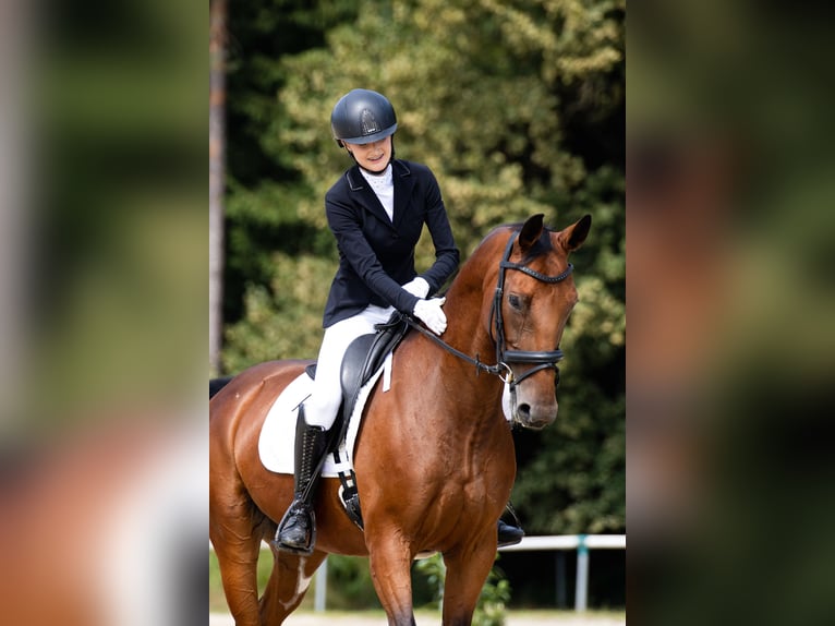 Hanoverian Mix Mare 9 years 16 hh Bay in Filovci