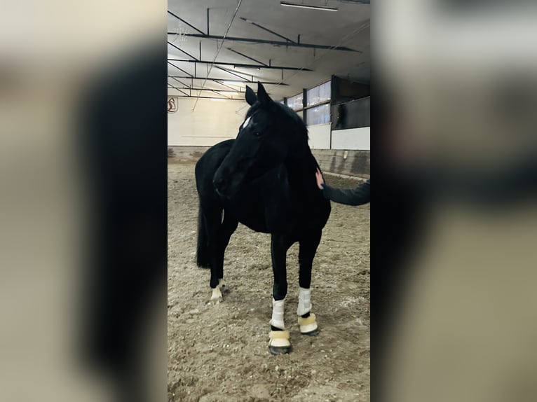 Hanoverian Mare 9 years 16 hh Black in Willstätt