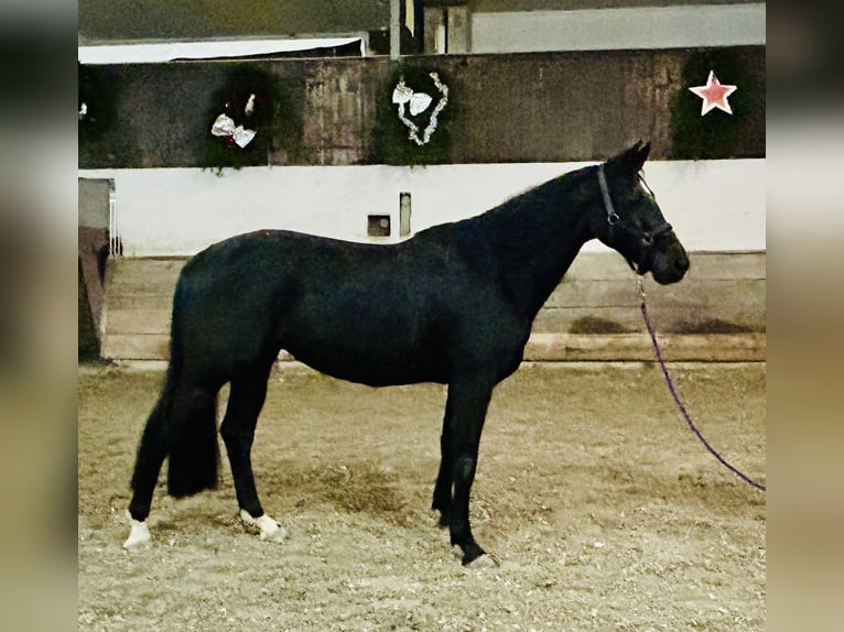 Hanoverian Mare 9 years 16 hh Black in Willstätt